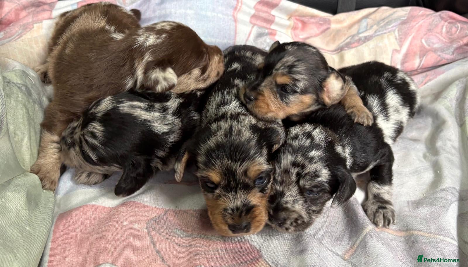 Doxiepoo dogs MERLE DOXIEPOOS BOTH PARENTS HEALTH TESTED  - Advert 1