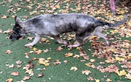 German Shepherd dogs for sale: Retirement home wanted for this lovely Gsd  - Image 8