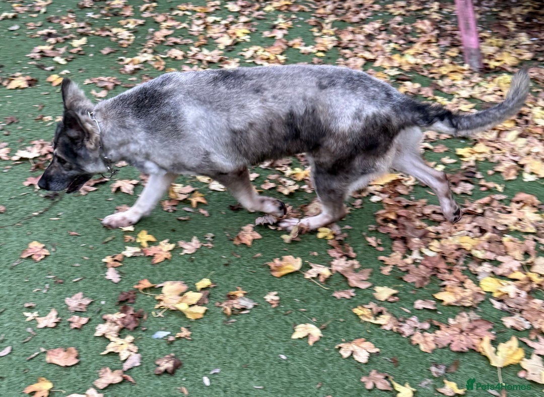 German Shepherd dogs for sale: Retirement home wanted for this lovely Gsd  - Image 8
