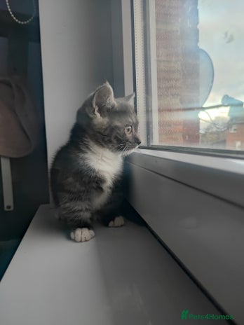 Munchkin cats Munchkin x Devon rex - Advert 1