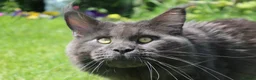 Maine Coon cats for stud: GCCF and TICA Maine Coon Stud  - Advert 4