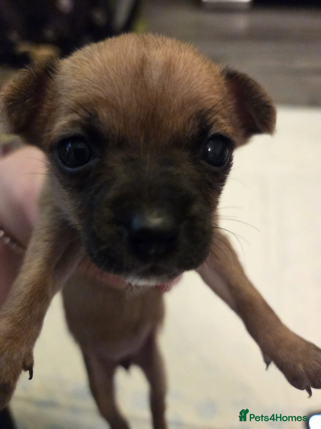 Mixed Breed dogs for sale: Jackchi - Advert 12