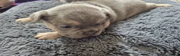 French Bulldog dogs for sale: French Bulldog Puppies in Nelson - Advert 19