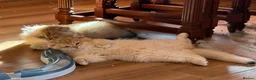 British Shorthair cats for sale: Ready Show quality golden chinchillas - Advert 8