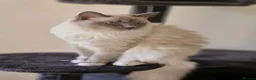 Ragdoll cats for sale: Beautiful Ragdoll Blue Mitten  - Advert 4