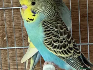 Budgerigars birds Hand Tame Male Budgie Chick Ready Now - Advert 1