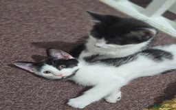 Mixed Breed cats for sale: 2 Kitties for the price of 1! With ****** tower! - Image 5