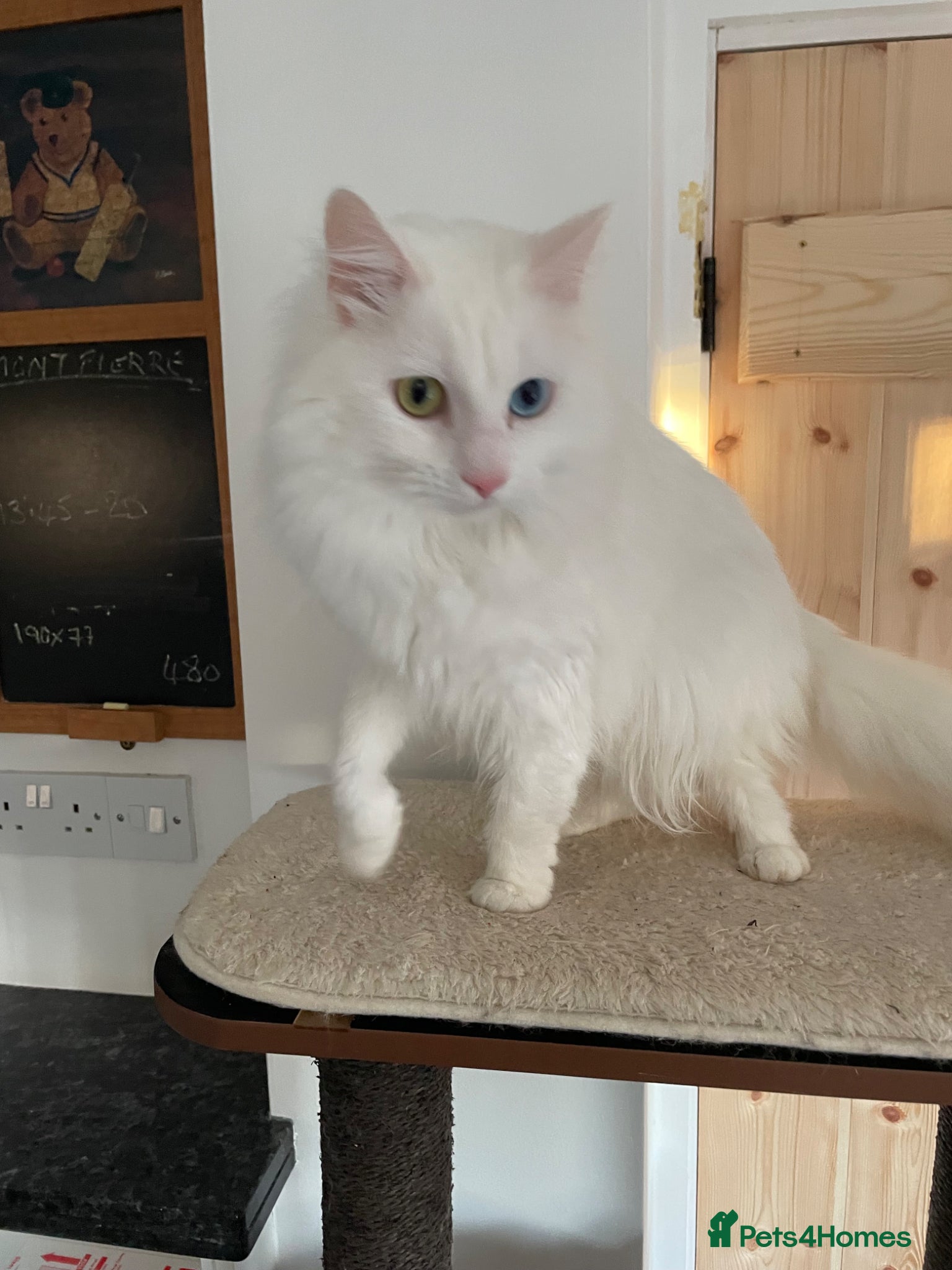 Turkish Angora cats Turkish Angora - Advert 2