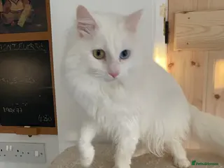 Turkish Angora cats Turkish Angora - Advert 5