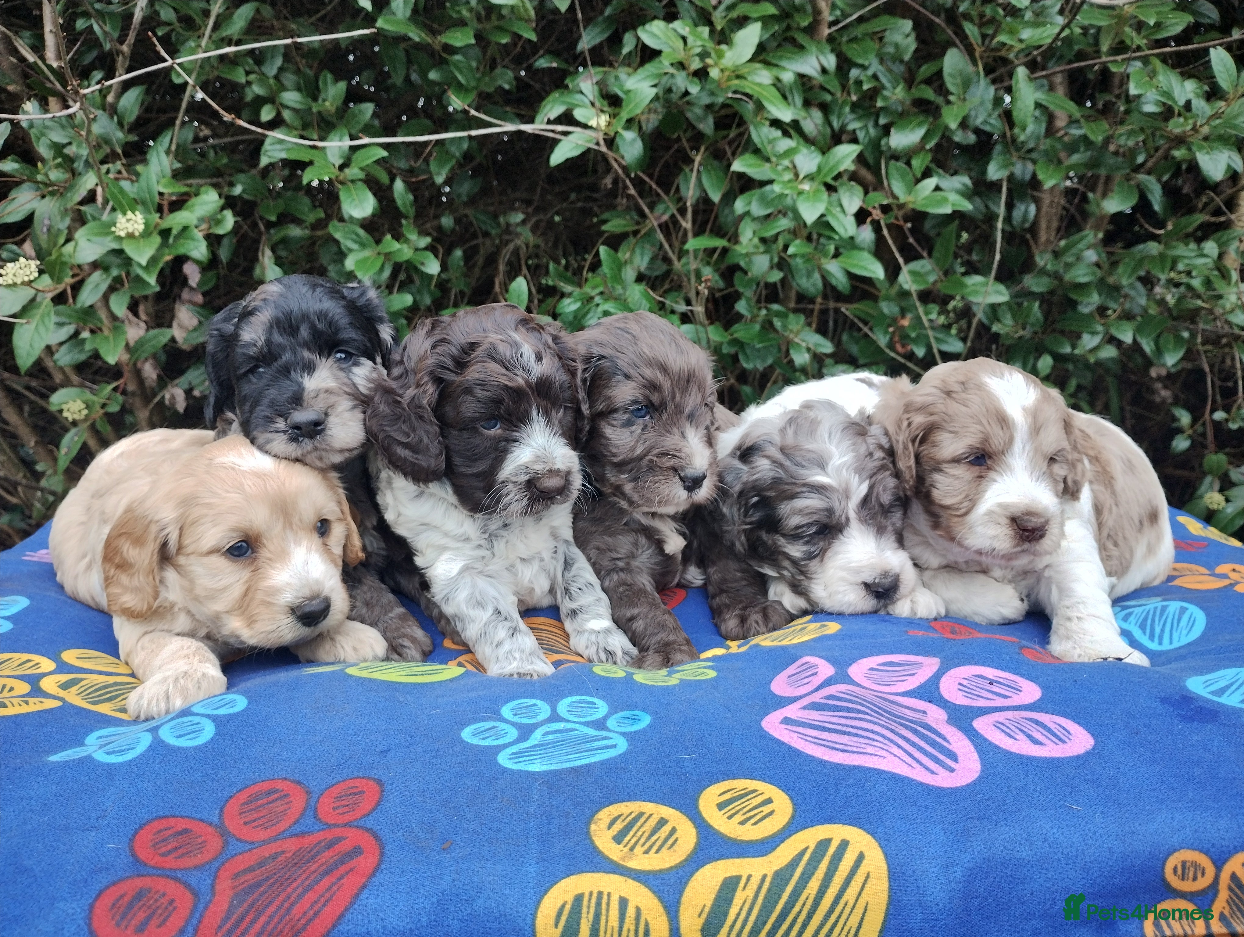 Cockapoo dogs Cockapoo Puppies F1! in Welshpool - Advert 1