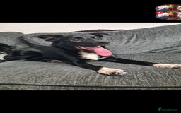 Welsh Collie dogs for sale: Pippa (Female welsh collie) - Image 7