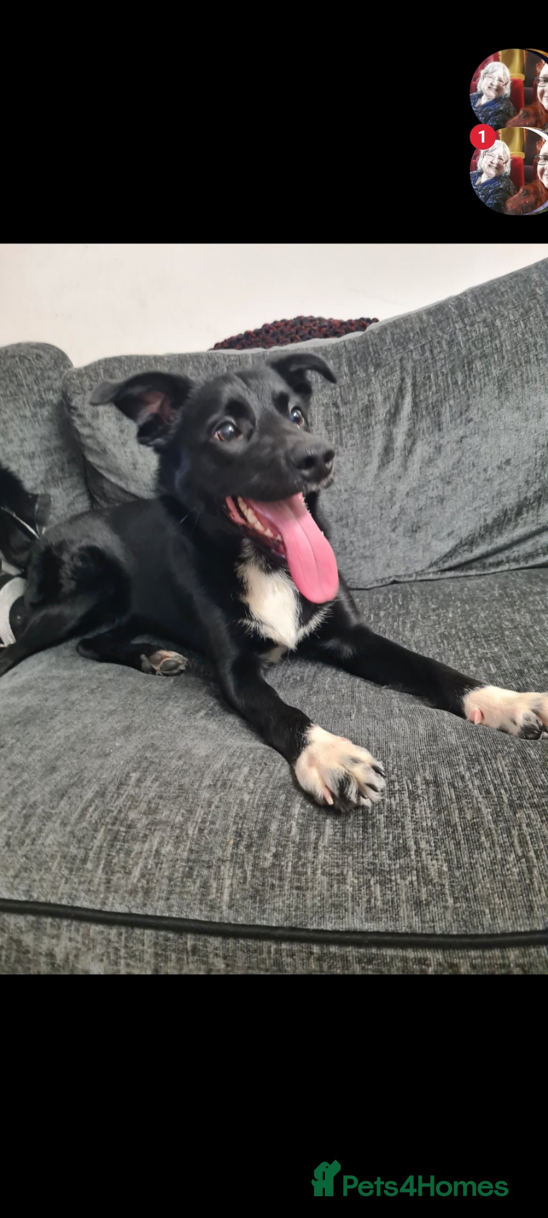 Welsh Collie dogs for sale: Pippa (Female welsh collie) - Image 7