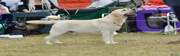 Labrador Retriever dogs for stud: Top Class Show Labrador For Stud - Advert 3