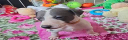 Whippet dogs for sale: The most precious! Kc wippets 🐶 boys & girls   - Advert 24