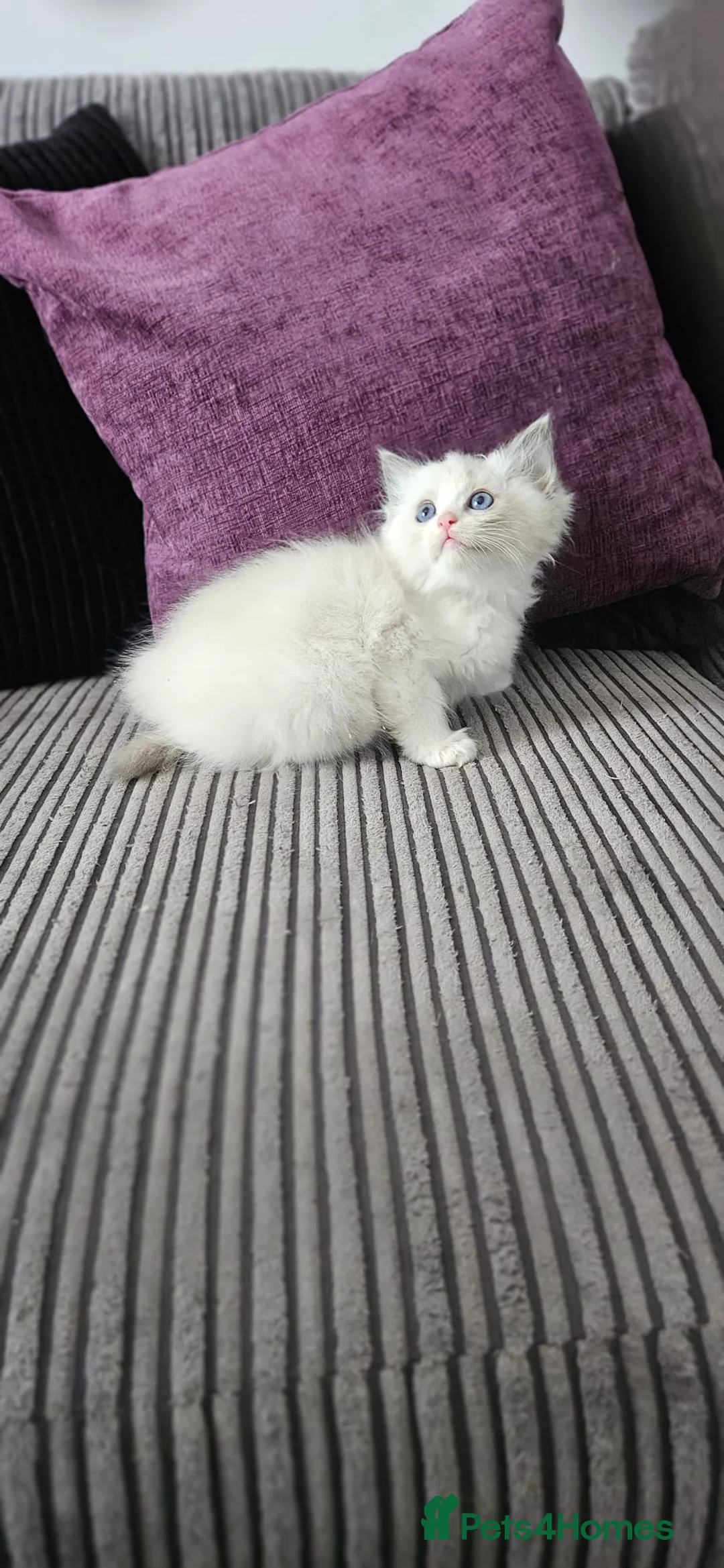 Ragdoll cats for sale: Stunning ragdoll kittens looking for new homes - Advert 2