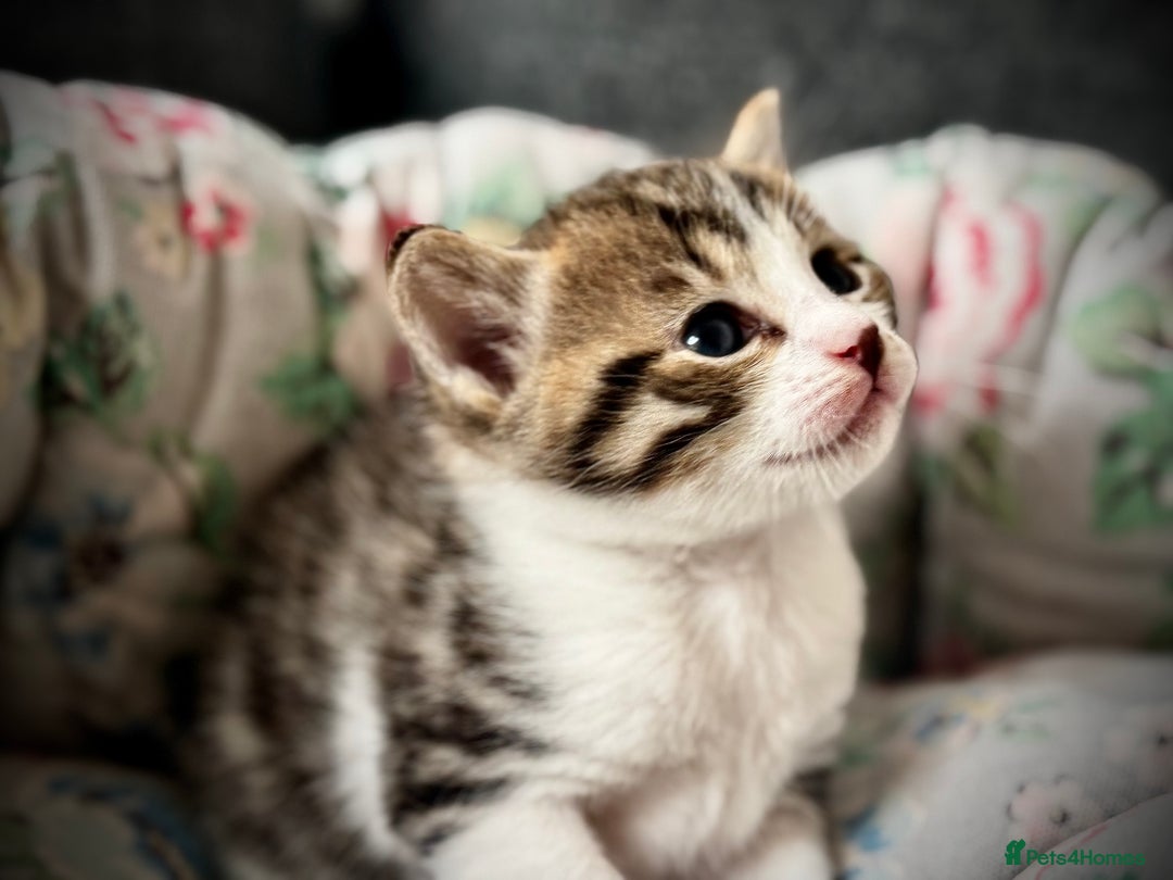 Mixed Breed cats for sale: 🌟 Exquisite Ragdoll × Bengal Kittens 🌟 - Advert 34