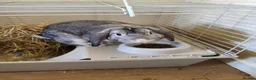 Mini Lop rabbits for sale: Grey mini lop rabbit  - Advert 4