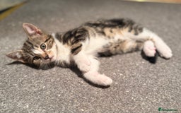 Domestic Shorthair cats for sale: 4 gorgeous Tabby’s looking for their forever home! - Image 5