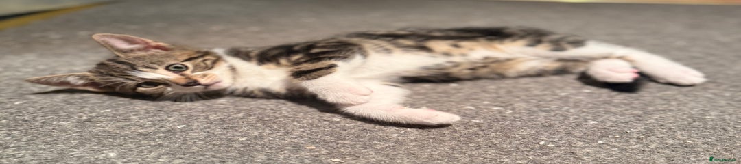 Domestic Shorthair Kitten 3