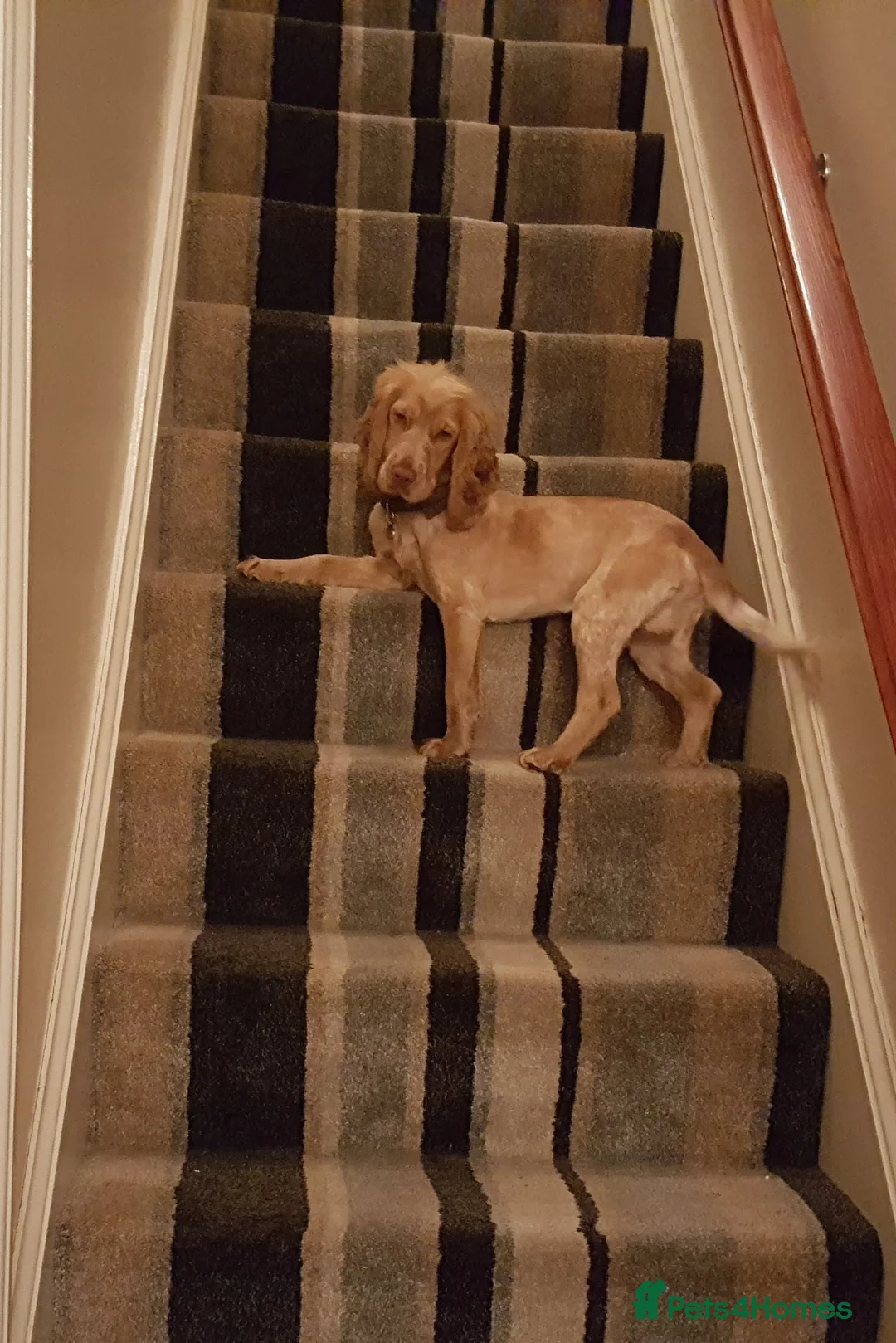 Cocker Spaniel dogs for stud: Proven Handsome Show Cocker Spaniel For Stud in Rochdale - Advert 23