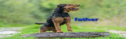 Lakeland Terrier dogs for sale: Gorgeous Lakeland terrier puppies - Advert 5