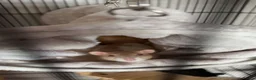 Rat rodents for sale: Two female bonded rats free to a good home! - Advert 5