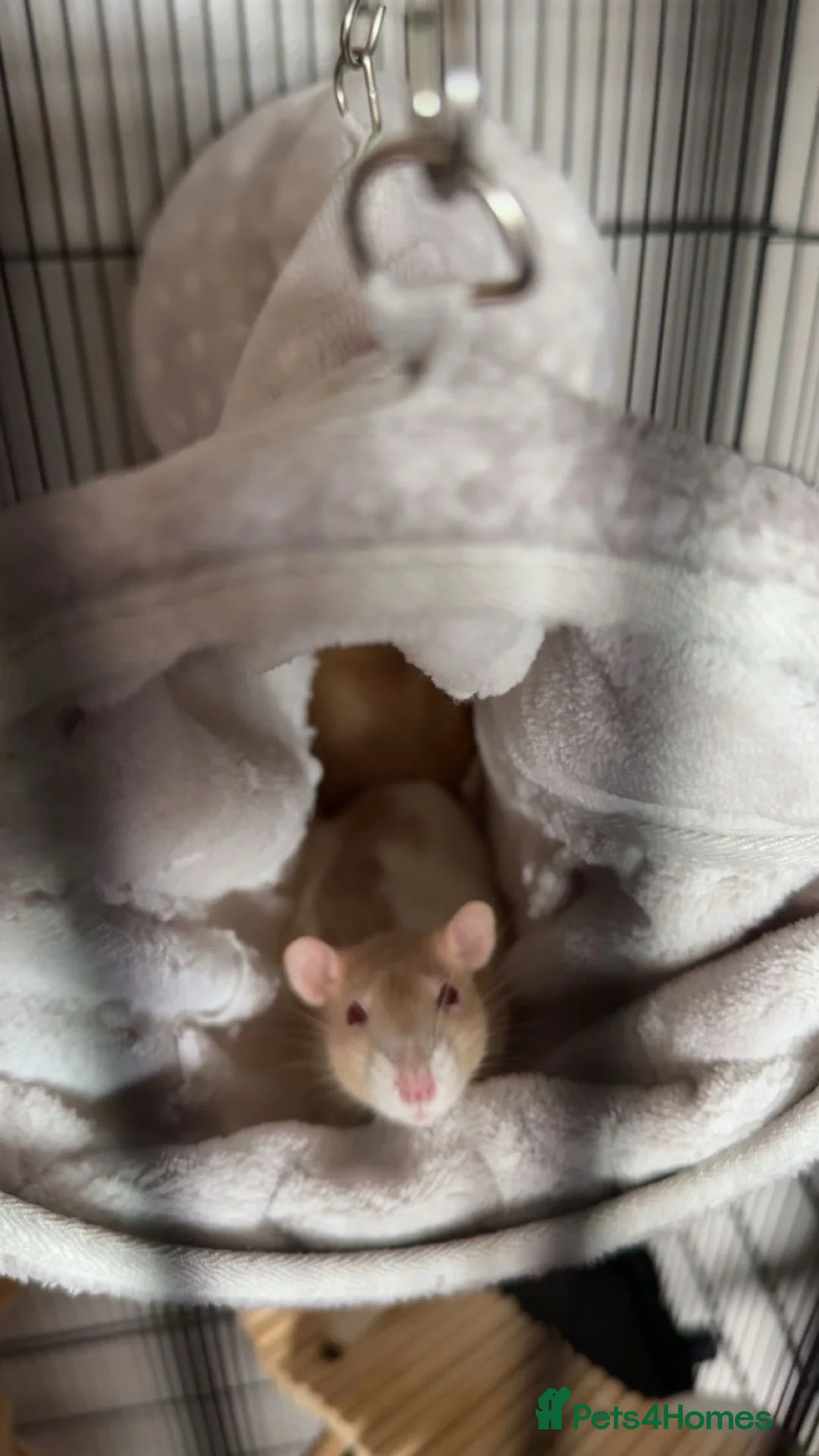 Rat rodents for sale: Two female bonded rats free to a good home! - Advert 5