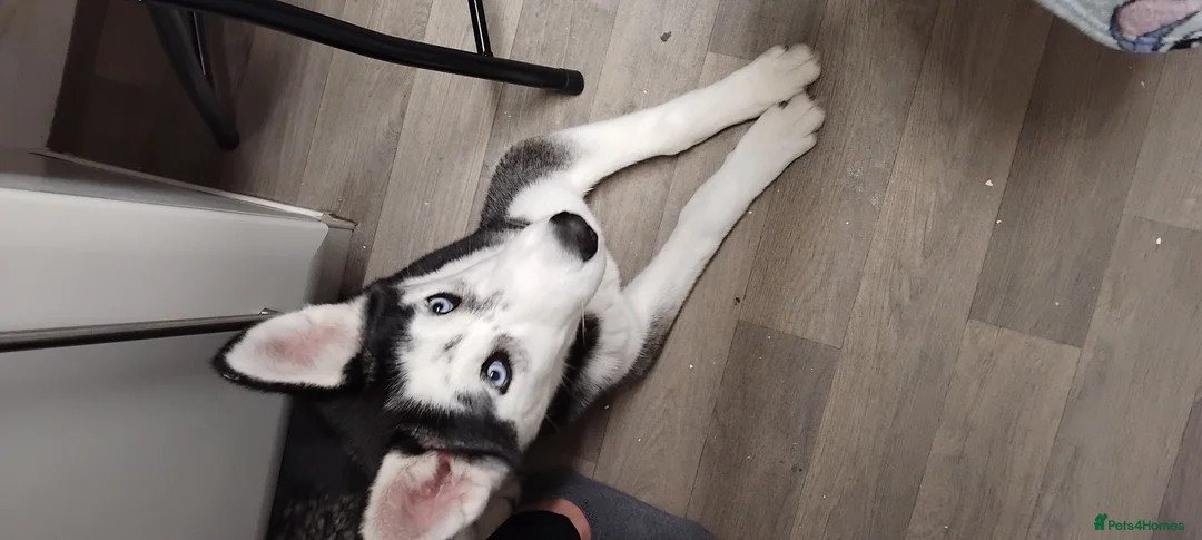 Siberian Husky dogs for sale: Husky girl - Advert 4