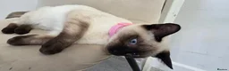 Siamese cats for sale: 8 month old confident siamese  in Southampton - Advert 4