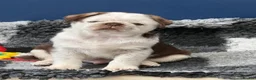 Pug dogs for sale: Kc pug puppies from a 5 star licensed breeder  - Advert 22