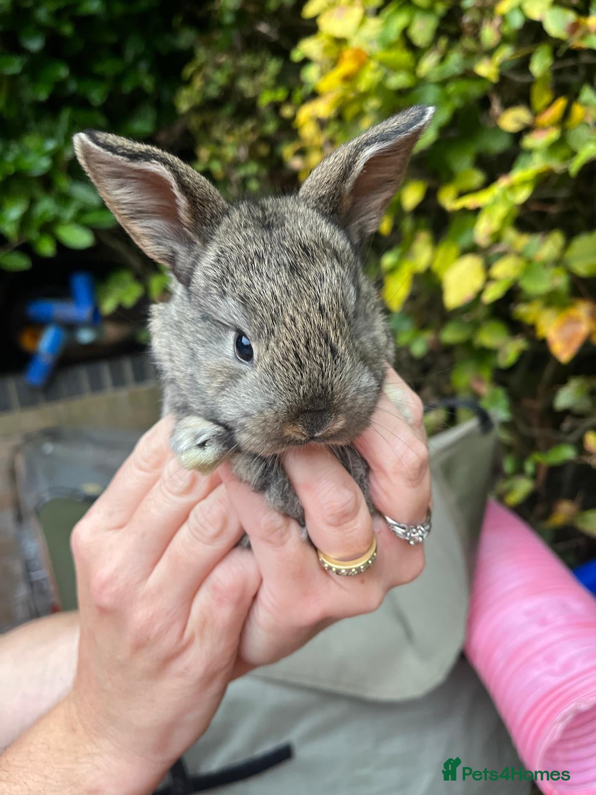 Mini Lop rabbits Mini Lop Baby Bunnies  - Advert 1
