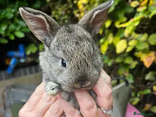 Mini Lop rabbits Mini Lop Baby Bunnies - Advert 3