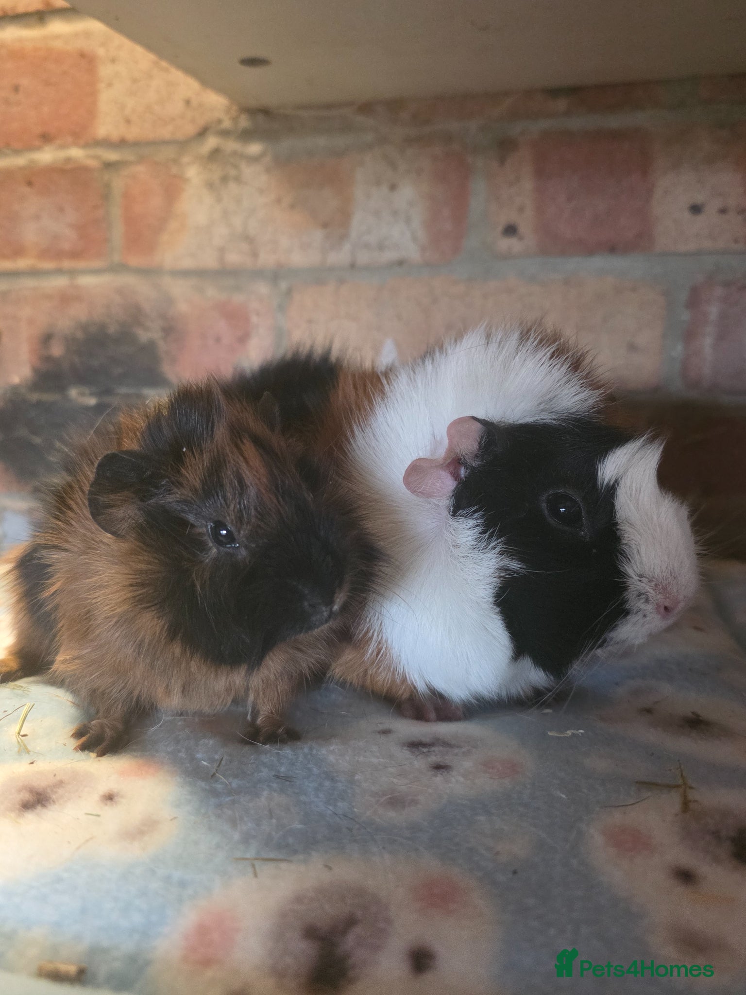 Guinea Pig rodents Two aby sows for sale - Advert 3