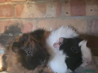 Guinea Pig rodents Two aby sows for sale - Advert 1