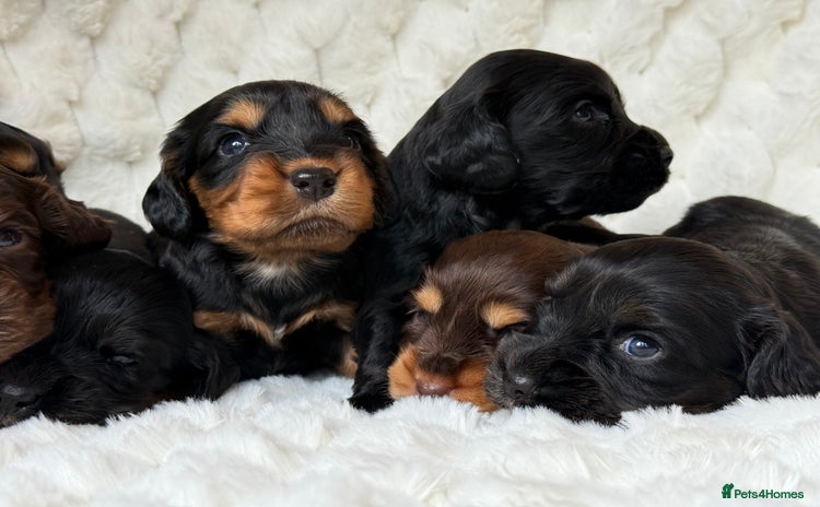 Cocker Spaniel dogs - Advert 6