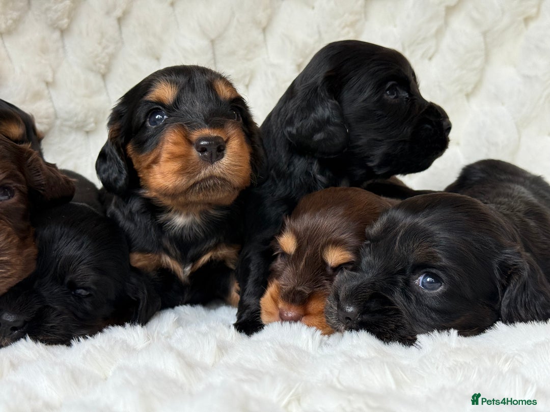 Cocker Spaniel dogs for sale: 🌟Cocker spaniel puppies🌟 - Image 1