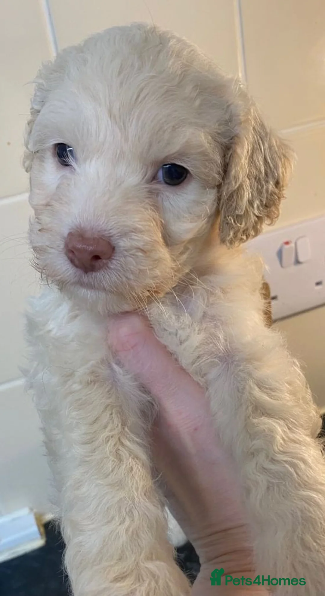 Cockapoo dogs for sale: Friendly Cockapoo Puppies Seeking Forever Homes - Advert 2