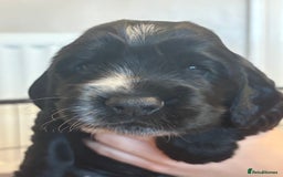 Cocker Spaniel dogs for sale: 4 cocker spaniel puppies, mum and dad family pets - Advert 21