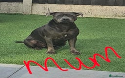 Staffordshire Bull Terrier dogs for sale: Kc reg Blue Staffordshire bull terrier puppies  - Image 3