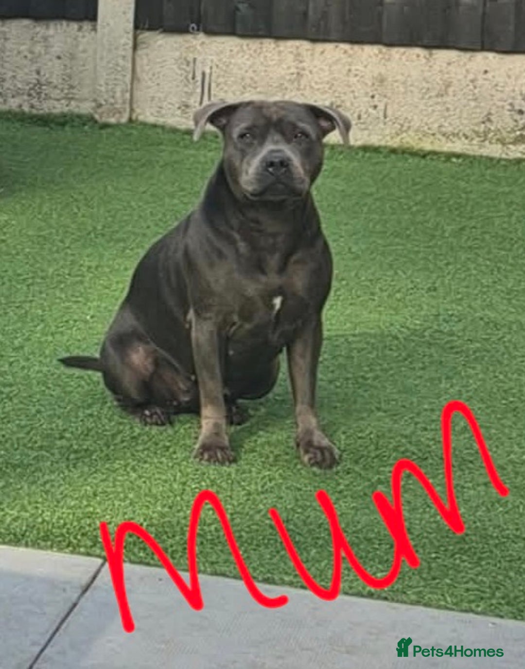 Staffordshire Bull Terrier dogs for sale: Kc reg Blue Staffordshire bull terrier puppies  - Image 3