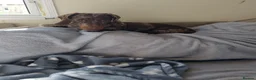 Miniature Dachshund dogs for sale: Beautiful Miniature Dachshund - Advert 2