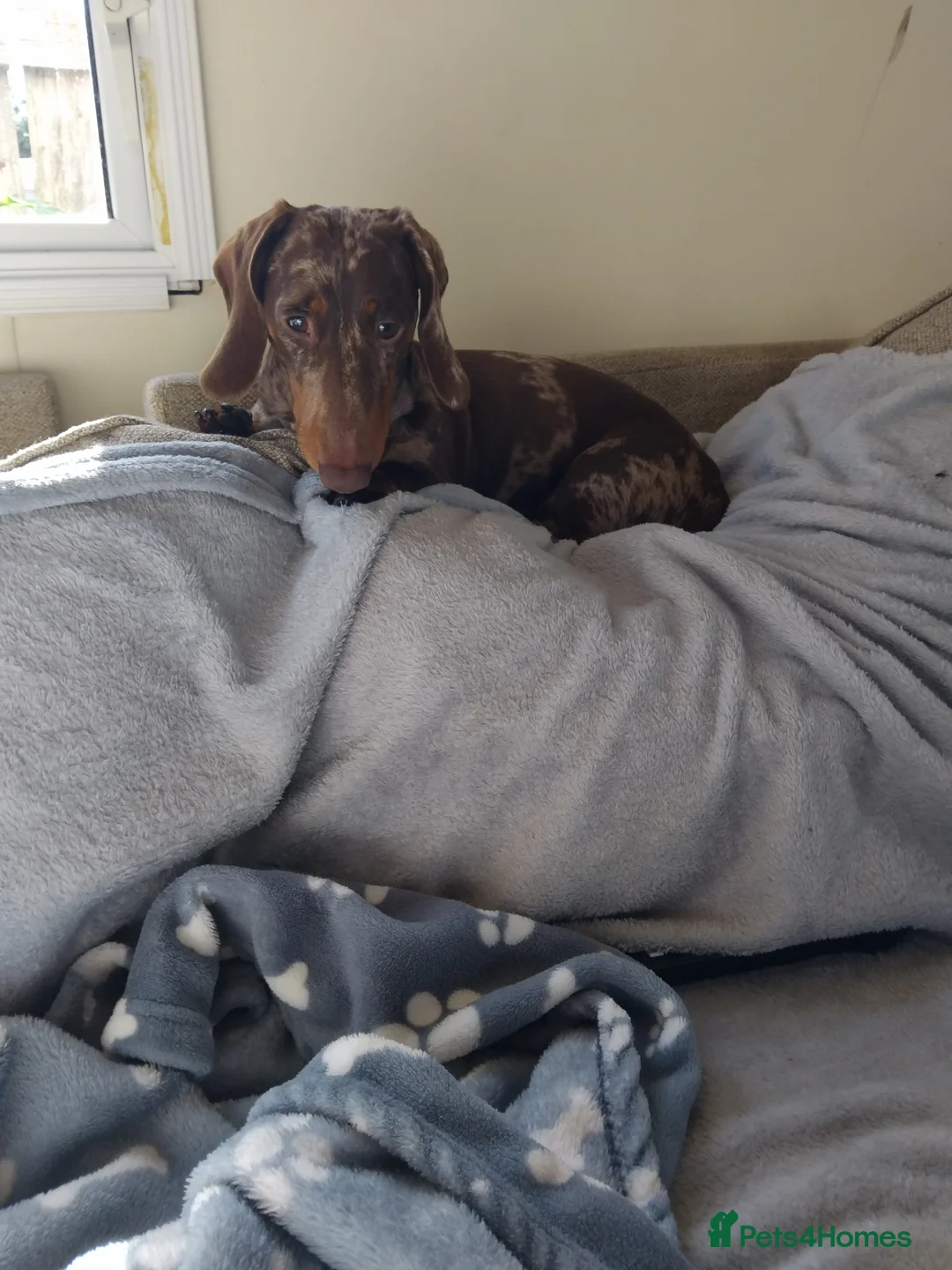 Miniature Dachshund dogs for sale: Beautiful Miniature Dachshund - Advert 2