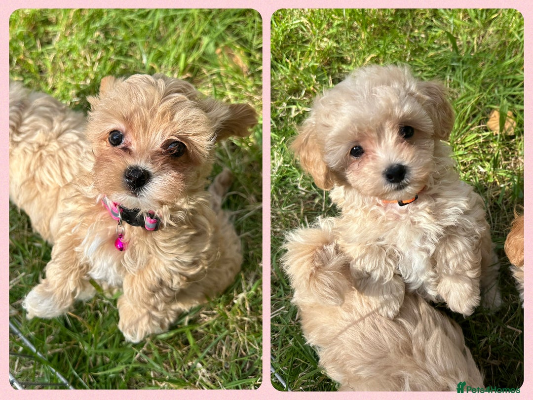 Maltipoo dogs for sale: F1 tiny Maltipoo’s  - Image 1