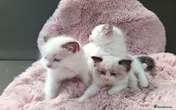 Ragdoll cats for sale: ***Ready Now Ragdoll Boys Ready For New Homes. - Image 21
