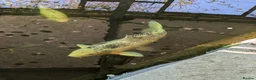 Koi Carp fish for sale: Japanese Koi Carp x 3 huge Golden Orfe x 1 - Advert 1