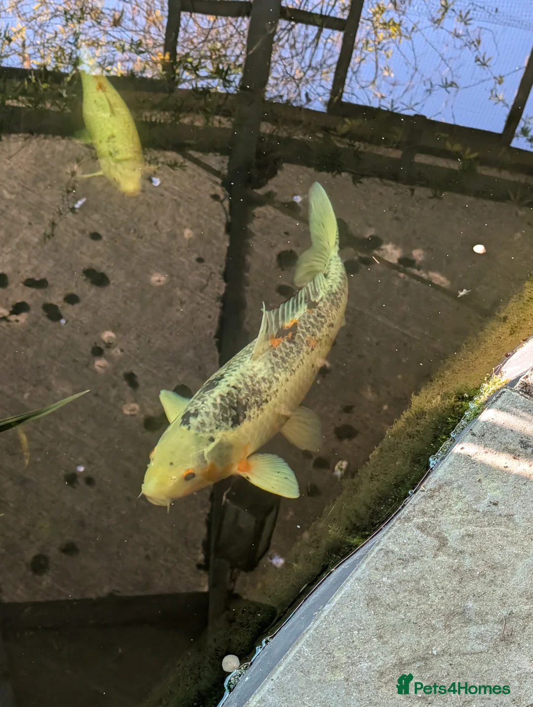 Koi Carp fish for sale: Japanese Koi Carp x 3 huge Golden Orfe x 1 - Advert 1