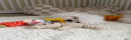 Maltese dogs for sale: 🐾 Beautiful Maltese puppies 🐾 - Advert 7