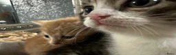 Mixed Breed cats for sale: Absolutely gorgeous BSH x bengal cross kittens - Advert 22