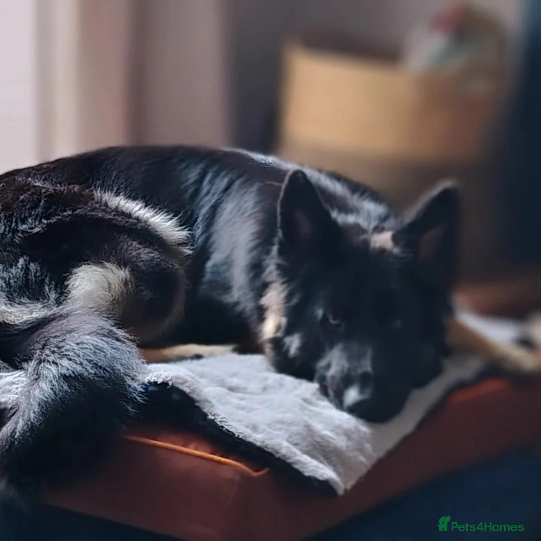 German Shepherd dogs for sale: German Shepherd Puppies Home Bred - Advert 1