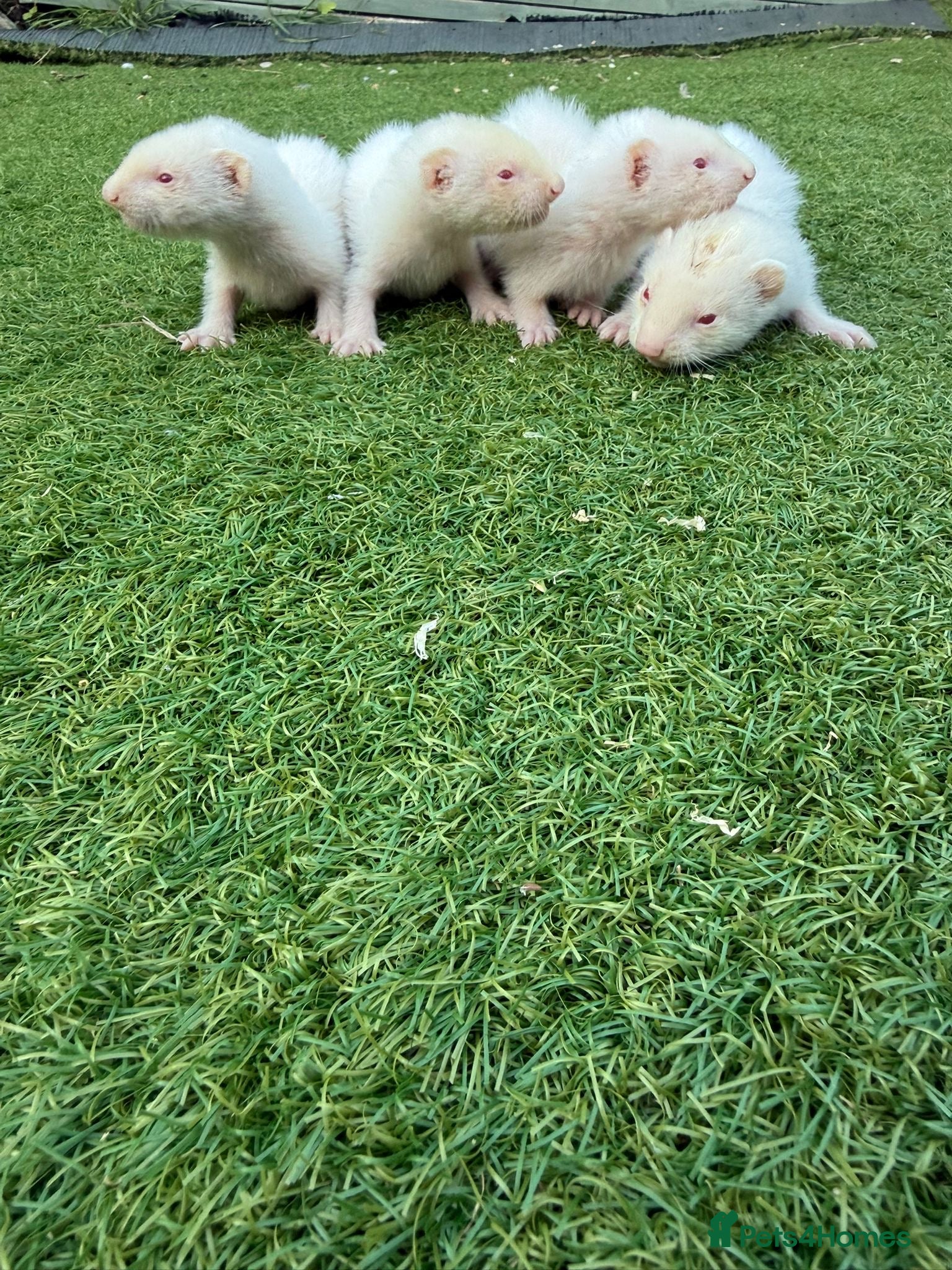 Ferret rodents 2 Hobs 2 Gills all albino - Advert 2